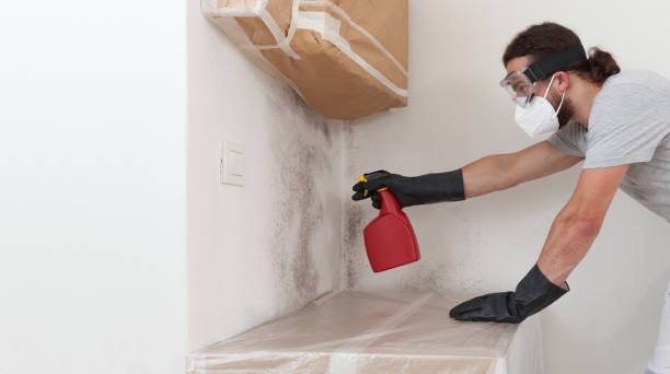 Professional Mold Cleanup technician working in Green Village, NJ